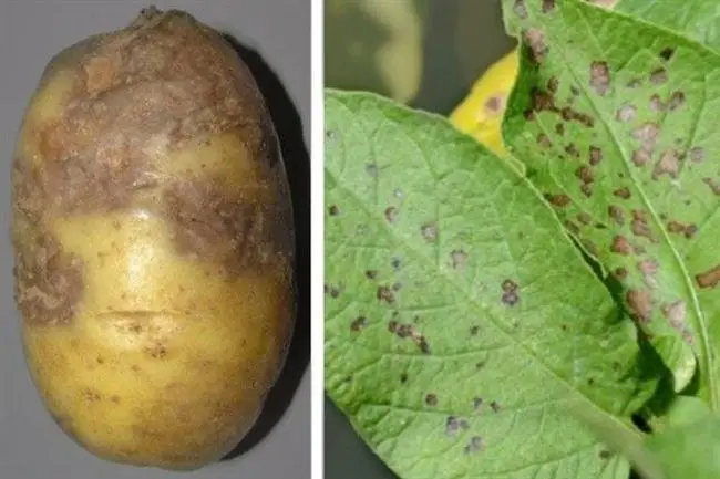 Сорта картофеля, устойчивые к альтернариозу
