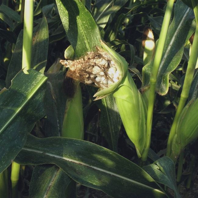 Болезни кукурузы и их лечение