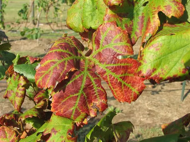 Какие сорта винограда устойчивые к альтернариозу