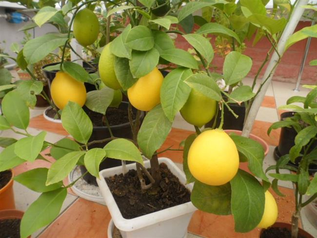 Размножение лимона Мейера