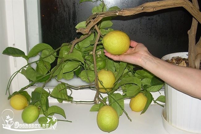 Как ухаживать в домашних условиях за лимоном 088