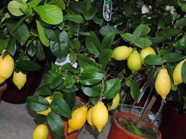 Правила выращивания и уход за лимоном лимон 088 в домашних условиях