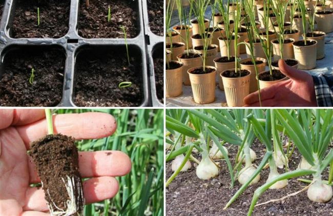 Плюсы и минусы выращивания лука из семян за один сезон