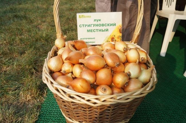 Характеристика и выращивание сорта лука «Стригуновский»
