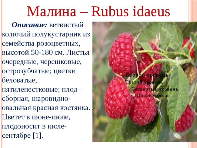 Малина – подробное описание и характеристики растения