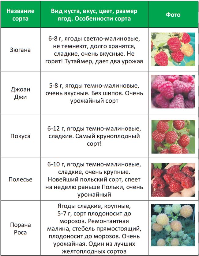Описание и вкусовые качества ягод