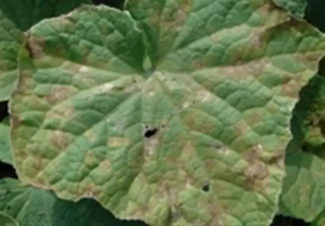 Пораженные болезнью листья огурцов
