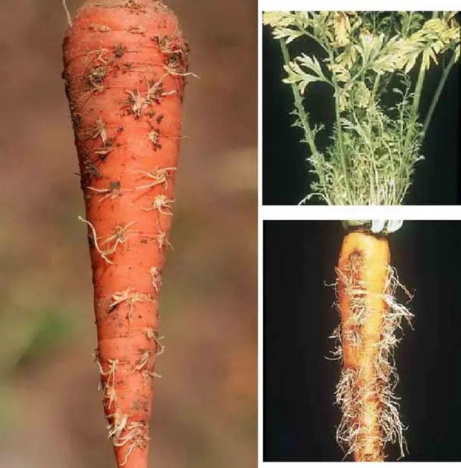 Причины появления червоточин на моркови