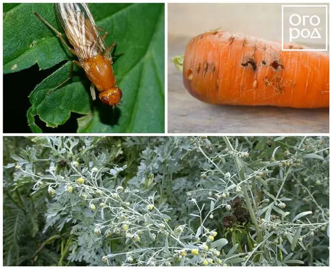 Химические инсектициды для борьбы с вредителями моркови