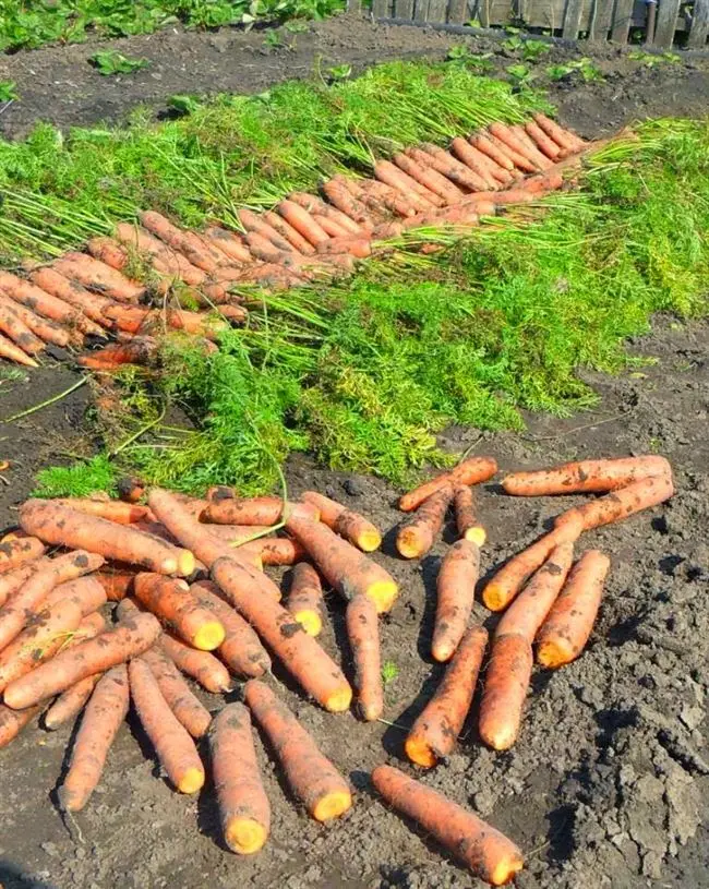 Видео: уборка и хранение моркови