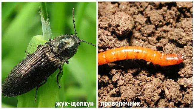 Какие из видов жуков щелкунов наиболее опасные в РФ