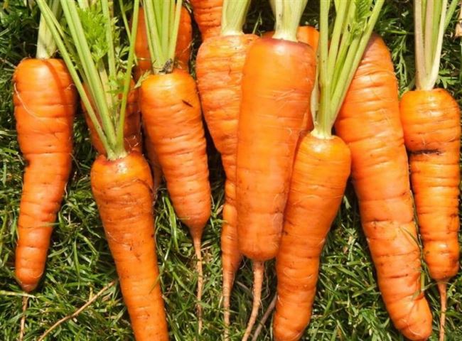 Выращивание моркови и уход за ней