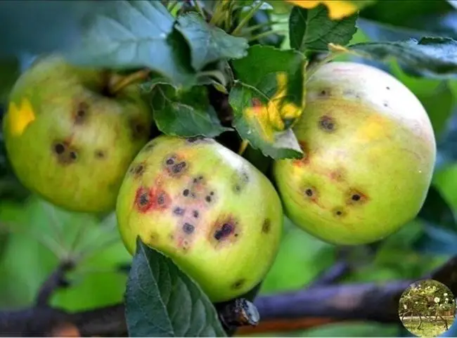 Устойчивые к парше сорта яблони