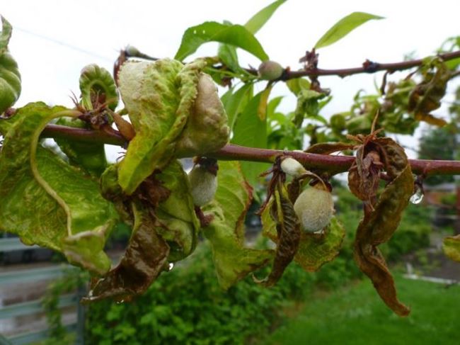 Курчавость листьев персика — характеристика и причины