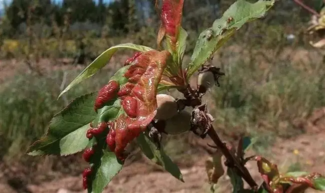 Как лечить персик от курчавости листьев