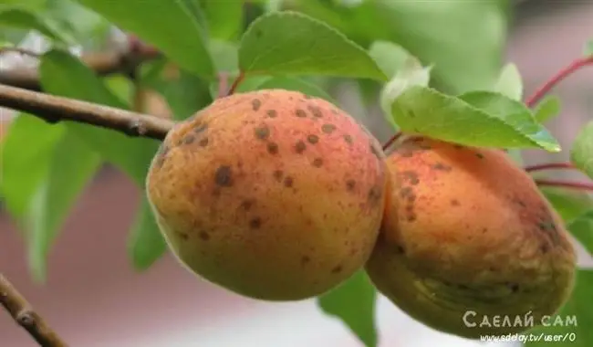 Болезнь персика клястероспориоз и его лечение