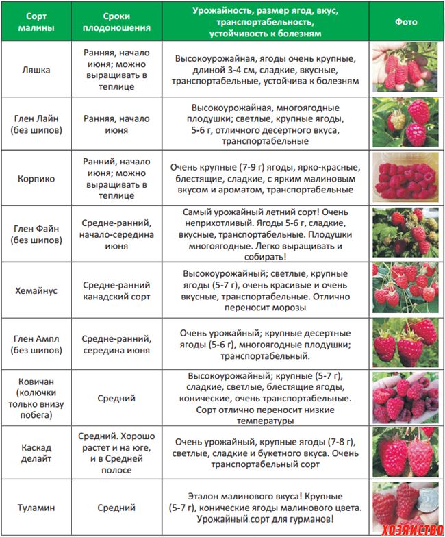 Период цветения и сроки созревания