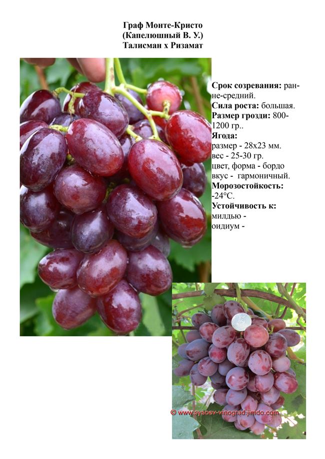 Описание и характеристики винограда Граф Монте Кристо