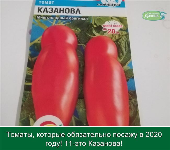 Фото выращивания помидоров Казанова в теплице