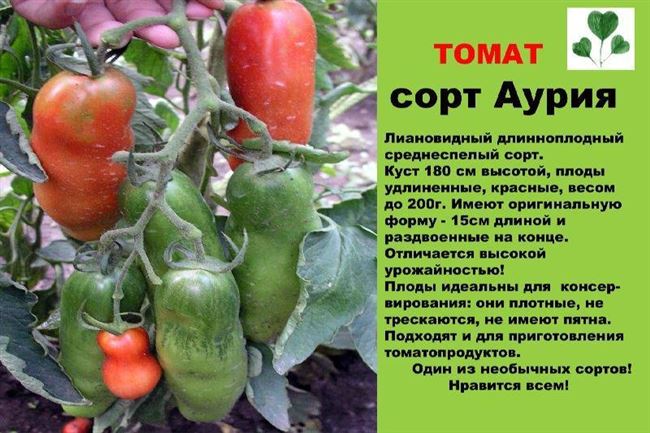 Посадка томатов в теплицу - видео