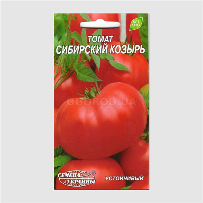 Урожайность томата Сибирский козырь и плодоношение