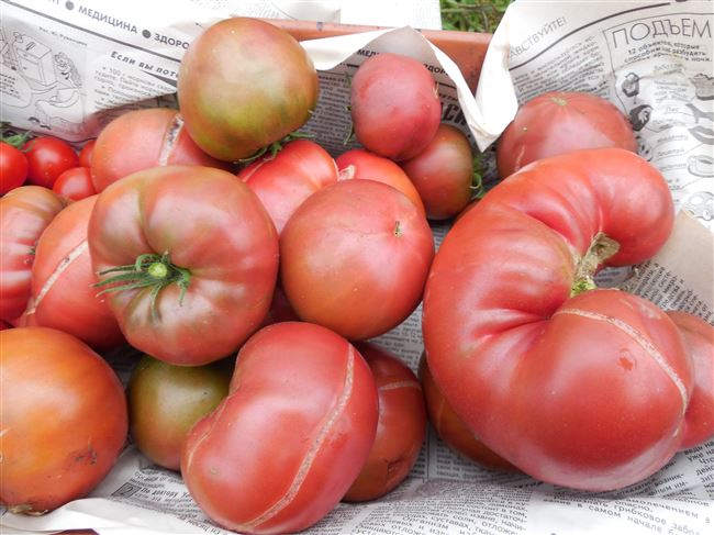 Описание и характеристика сорта томата Аппетитный, отзывы, фото