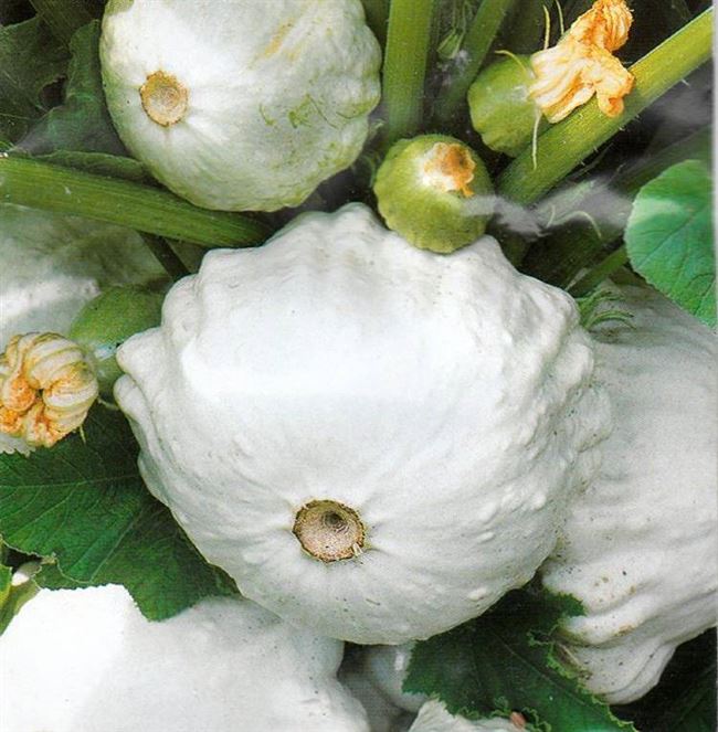 Вкусный и красивый сорт белых патиссонов