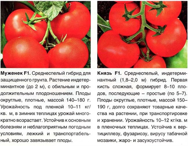 Описание сорта томата Дорогой гость, рекомендации по выращиванию и уходу