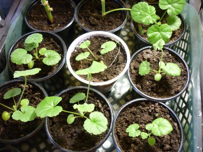 Размножение и выращивание пеларгонии из семян в домашних условиях (с видео)