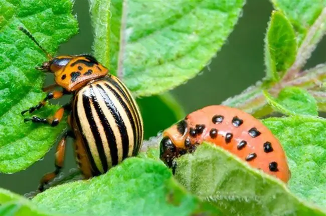 Как распознать колорадского жука в огороде?