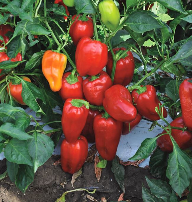 Высокоурожайные перцы, подходящие для выращивания в теплице