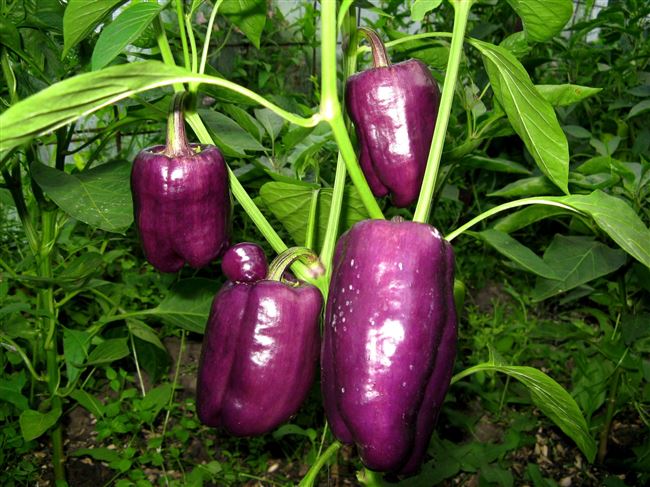 Как вырастить фиолетовый перец