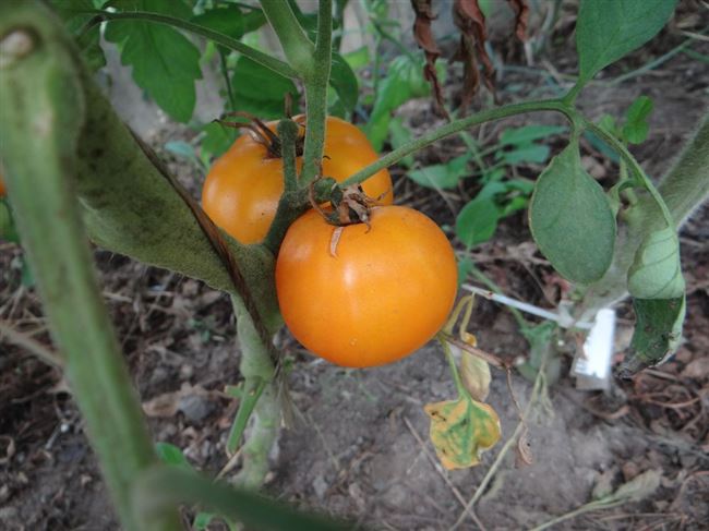 Описание сорта томата Викинг, особенности выращивание и ухода