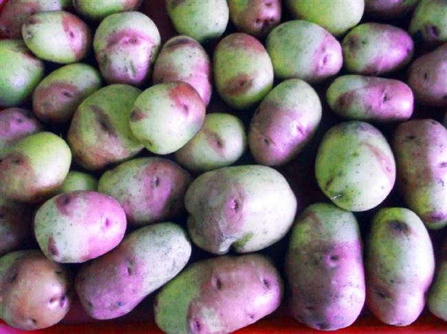Описание и характеристика сорта картофеля Иван-да-Марья