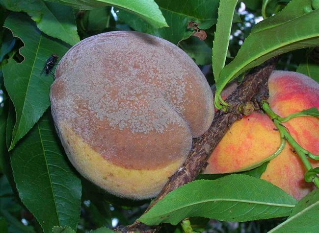 Болезни и вредители персикового дерева