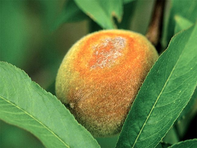 Болезни и вредители персика