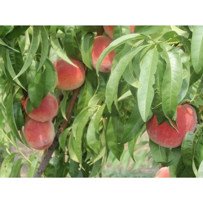 Чем могут болеть персики