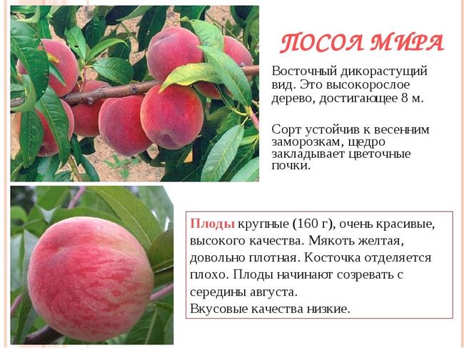 Таблица: устойчивые к заболеваниям сорта персика