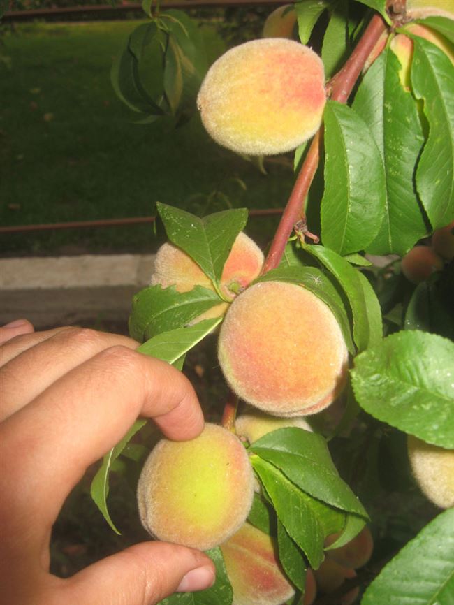 Как размножить персик