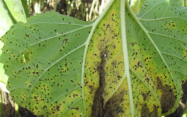 Какие болезни и вредители угрожают подсолнечнику, и как защитить от них растения?