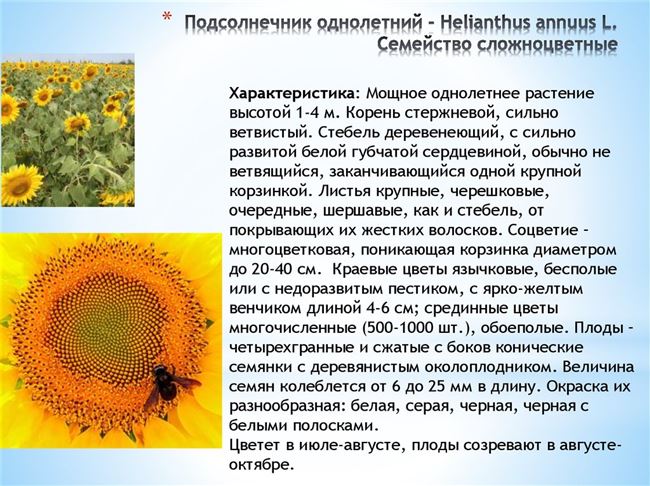 Общая характеристика, ботаническое описание и биологические особенности подсолнечника