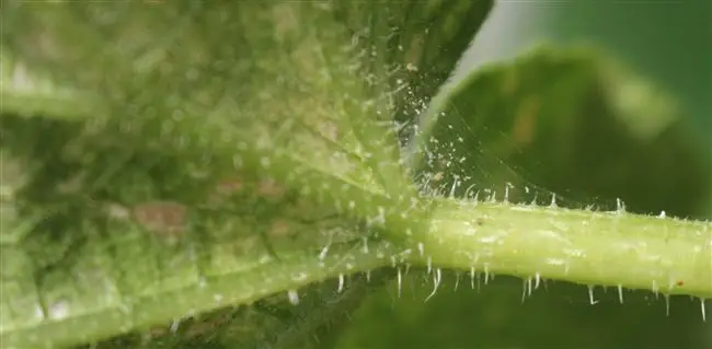 Профилактика  поражения растений паутинными клещами