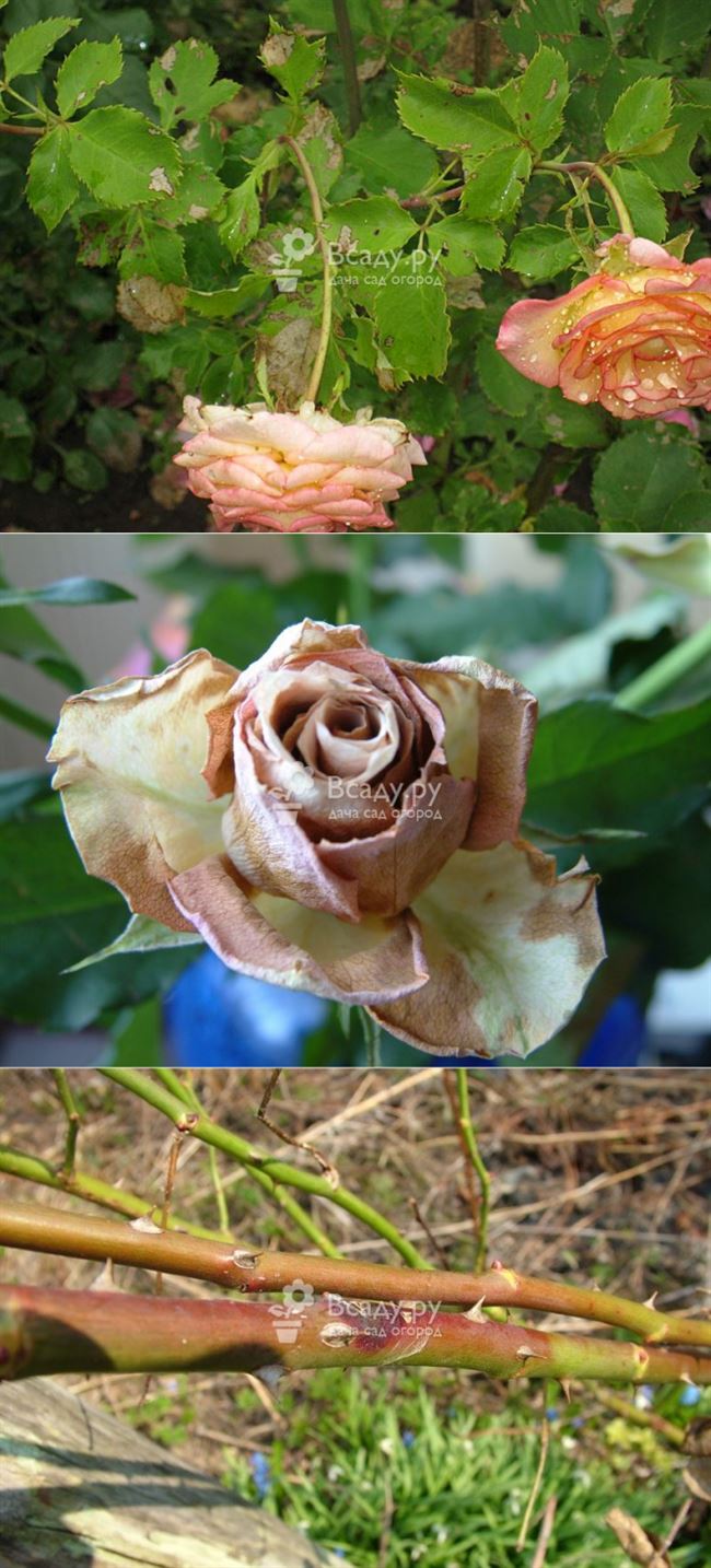 Болезни и вредители роз