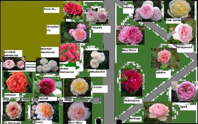 Миниатюрные розы, описание, фото, сорта, условия выращивания, болезни и вредители