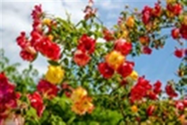 Видео: рекомендации по выращиванию роз
