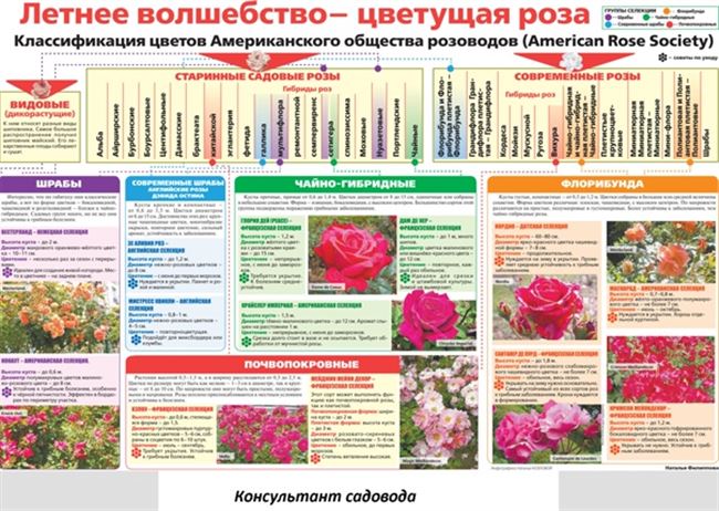 Выращивание, размножение и обрезка роз