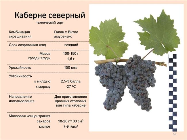 Описание и характеристика винограда Амурский прорыв