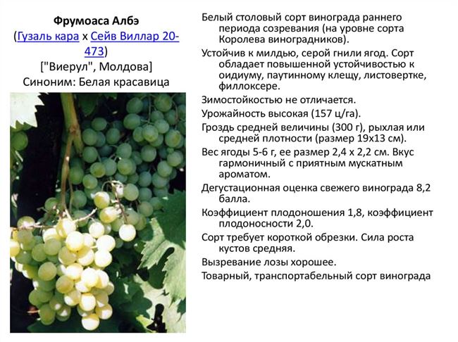 Виноград Солярис:описание сорта и характеристика, посадка и уход