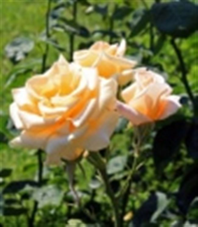 Уход за садовой розой Леди Эмми
