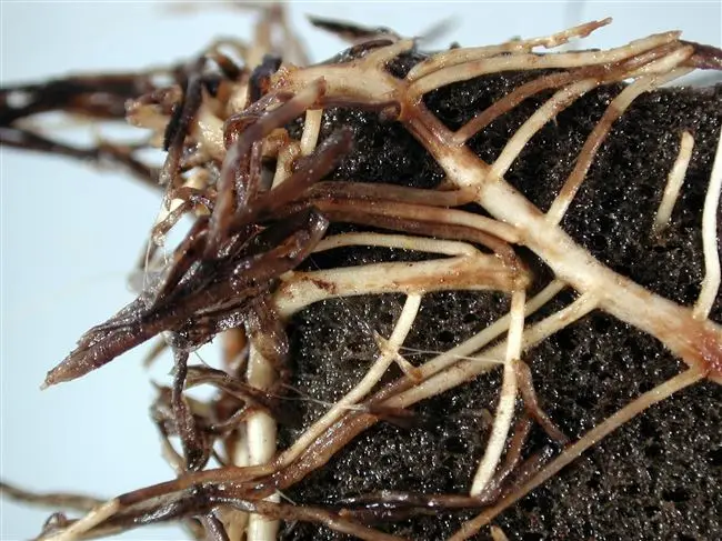Причины растений коричневого розмарина